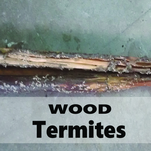 Wood termite - sadguru pest control - pest control services in mumbai